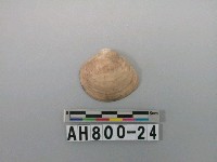 藏品(貝類)的圖片